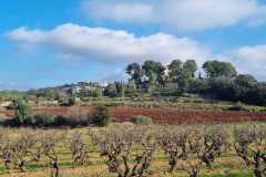 Massana-Xarello-i-Sumoll