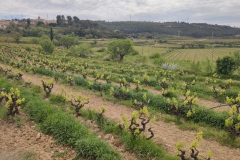 ramon-jane-viticultor-5