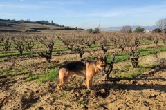 ramon-jane-viticultor-7