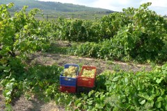 setembre11-071